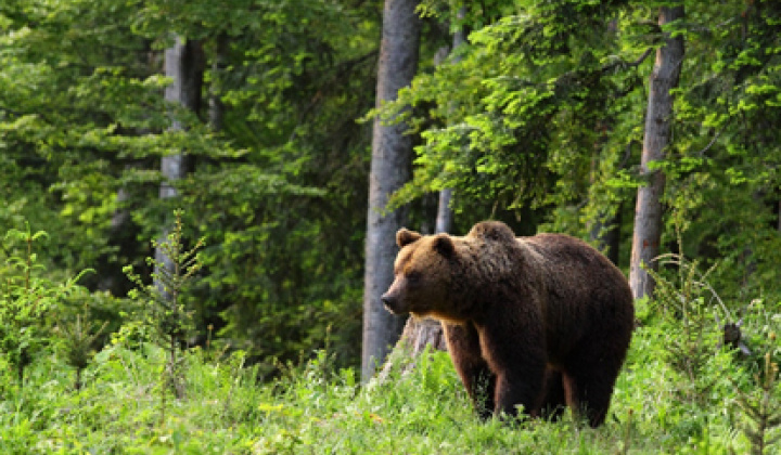 Ako sa správať v oblastiach s výskytom medveďa hnedého